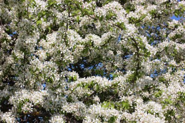 Elma ağaçlarının çiçek açan dalları ile bahar arkaplanı. Beyaz çiçeklerle açan dallar.