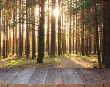 Gün batımında bir çam ormanının arka planında boş ahşap döşeme. Model, tasarım, nesneyi monte etmek için alan. Bulanık doğal arkaplan.