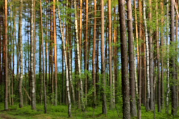 Fundo Natural Desfocado Floresta Fora Foco Natureza Verão Árvores Caducas — Fotografia de Stock