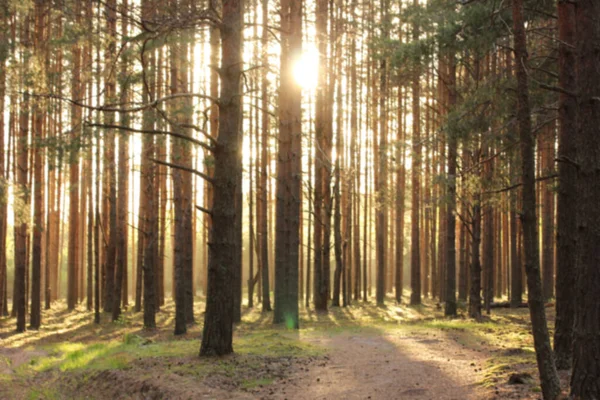 Pineta Tramonto Sfondo Naturale Sfocato Bosco Conifere Estate Paesaggio Sfocato — Foto Stock