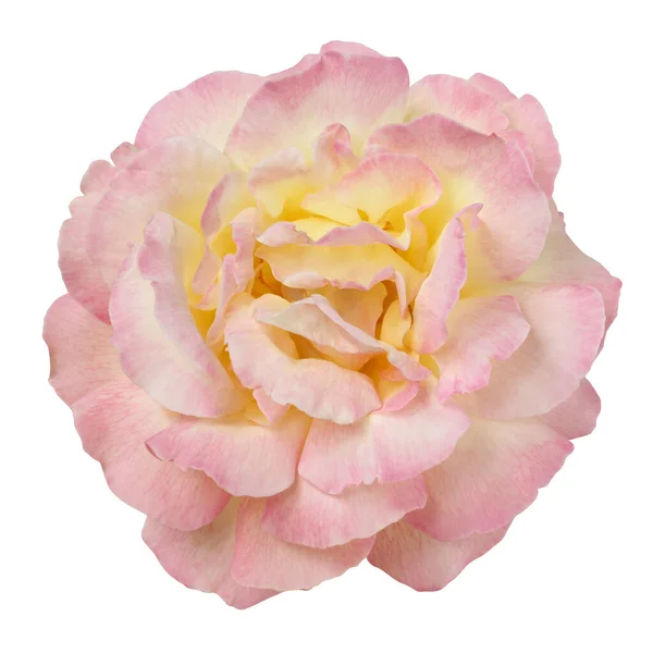 Rose Isolated White Background Clipping Path One Rose Flower Yellow — Stock Photo, Image