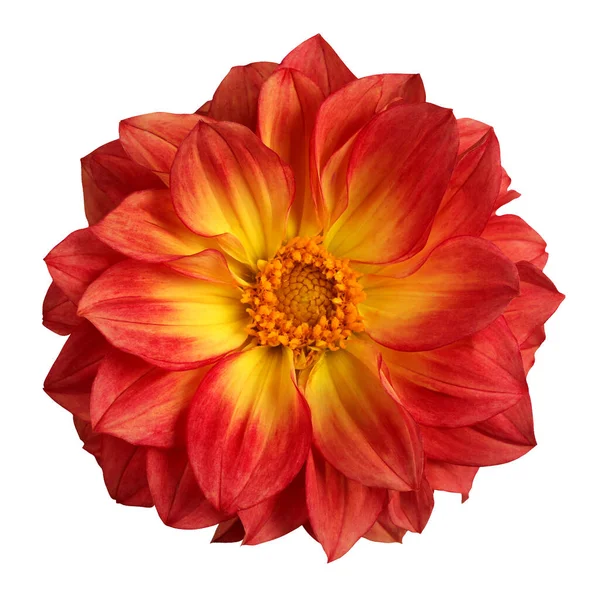 Dahlia Isolated White Background Clipping Path One Red Yellow Flower — Stock Photo, Image