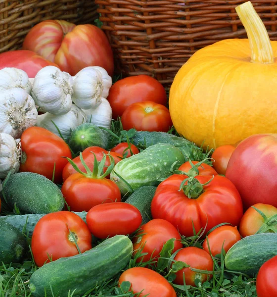 Verduras Maduras Hierba Cosecha Fresca Calabaza Pepino Tomate Ajo —  Fotos de Stock