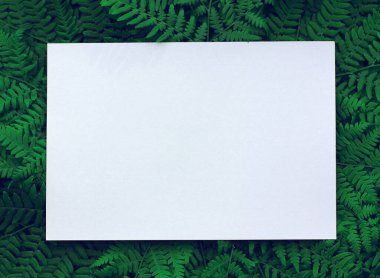 Yeşil eğrelti otu yapraklarından oluşan boş bir beyaz yaprak. Model, sahne oluşturucu. 