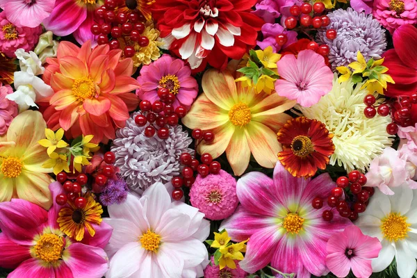 Fond Floral Lumineux Vue Dessus Fleurs Baies Jardin Dahlias Viburnum — Photo