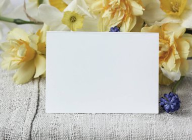 Model, sahne yaratıcısı. Beyaz boş kart ve bir sürü sarı nergis. Boşluğu kopyala.