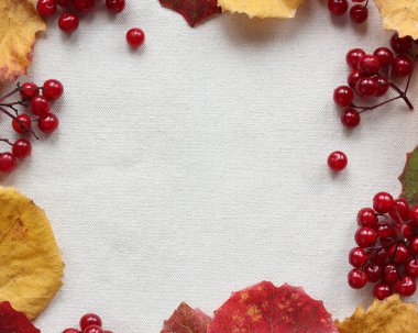 Arka plan sonbahar kavak yaprakları ve viburnum üzümleri, üst manzara. Metnin için boşluk.