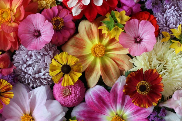 Φθινοπωρινό Φόντο Λουλουδιών Θέα Από Πάνω Προς Κάτω Φόντο Φυσική — Φωτογραφία Αρχείου