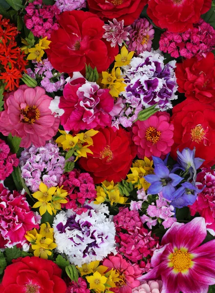 Fondo Floral Verano Con Rosas Rojas Del Jardín Claveles Petunias — Foto de Stock