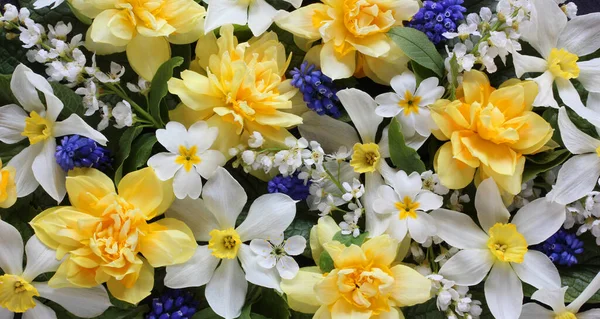 Květinové Pozadí Jarními Narcisy Pohled Shora Dolů Pozadí Přirozená Textura — Stock fotografie