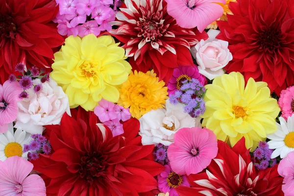 Virágos Nyári Háttér Felülnézet Kerti Rózsa Vörös Sárga Dália — Stock Fotó