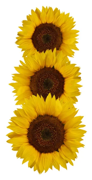 Três Girassóis Isolados Sobre Fundo Branco Flores Amarelas Com Sementes — Fotografia de Stock
