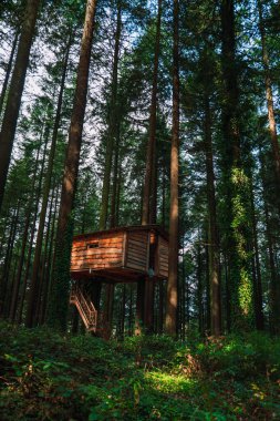 Ormandaki ağaç ev.