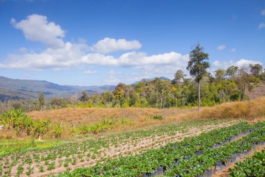 Tayland 'ın kuzeydoğusundaki dağın arka planına sahip çilek yeşili çiftlik.
