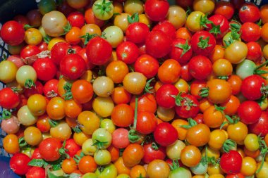 Mavi sepetteki taze domatesler