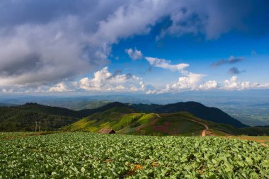 Dağların önündeki yeşil tarla açık gökyüzünün altında sisli bir zemin.