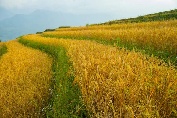 Rýže Zelená Terasa Přední Části Horské Krajiny Pohled Nachází Sapa — Stock fotografie