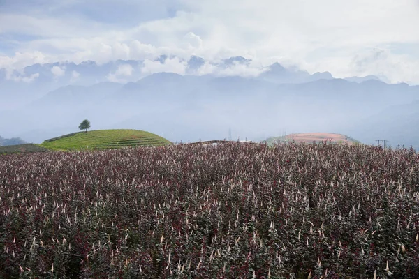 Landschap Uitzicht Roselle Veld Bij Zonsopgang Boven Berg Met Bewolkt — Stockfoto