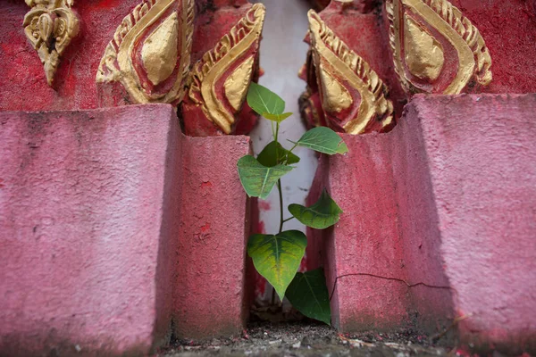 Tapınak Çimentosu Içinde Büyüyen Yeşil Filizler — Stok fotoğraf
