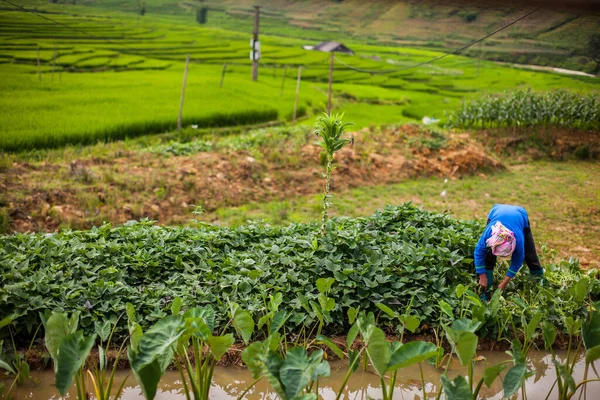 Yeşil sebze toplayan çiftçi pirinç tarlası geçmişi olan SAPA Vietnam 'da bulunuyor.