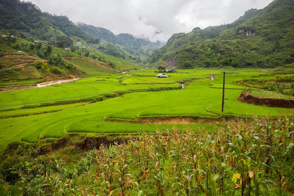 Зеленая Рисовая Терраса Холме Горы Расположенной Границе Вьетнамом — стоковое фото