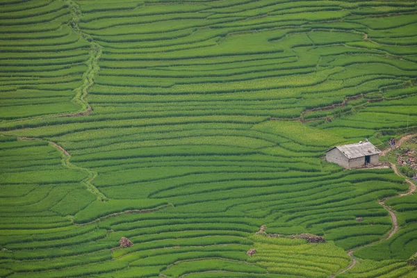 Verde Della Terrazza Riso Sulla Collina Montagna Situata Sapa Vietnam — Foto Stock