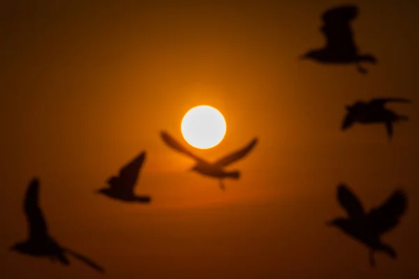 Eine Möwe Fliegt Und Steht Vor Dem Hintergrund Des Sonnenuntergangs — Stockfoto