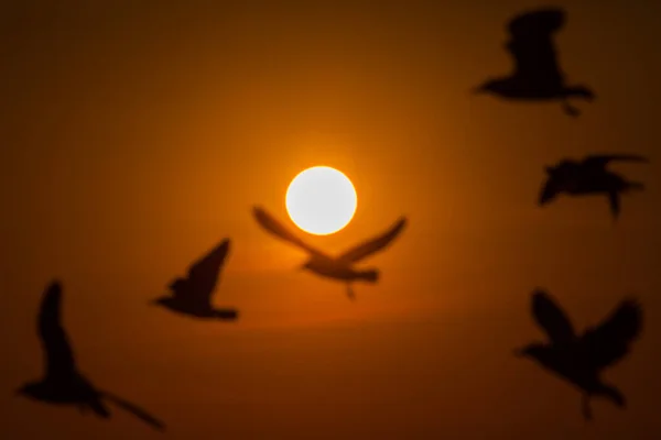 Una Gaviota Vuela Pie Con Cielo Atardecer —  Fotos de Stock