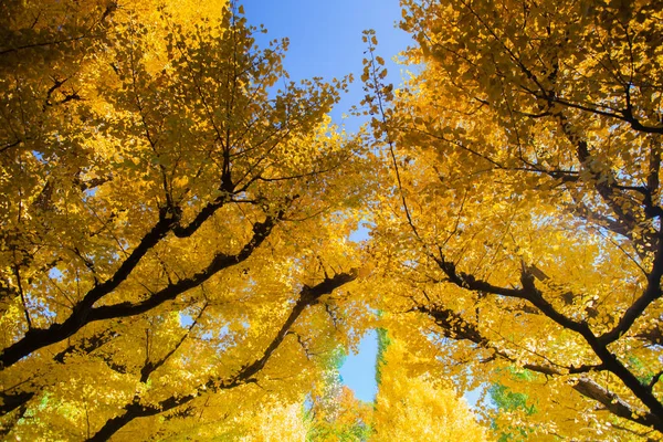 Japonya 'daki açık gökyüzü arka planıyla sonbahar parkında renkli.