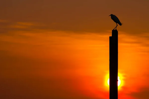 Silhouette Bird Stand Post Background Sunset — Stock Photo, Image