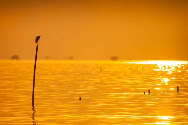 Πουλιά Που Στέκονται Στο Ξύλινο Δοκάρι Ηλιοβασίλεμα Αντανακλούν Στο Νερό — Φωτογραφία Αρχείου