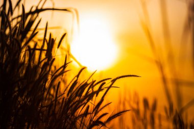 Tayland 'ın kuzey doğusunda gün doğumunun arka planına sahip yakın siluet çimenler.