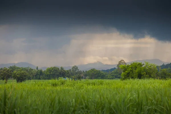 Ciel Sombre Devient Tempête Tropicale Sur Champ Vert Canne Sucre — Photo