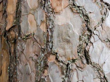 Ahşap, tuğla, duvar, taş yaprağın yakın doğa yüzey dokusu