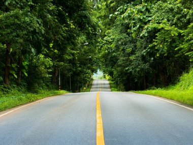 Boş uzun bir yol yeşil ağaçtan geçer.