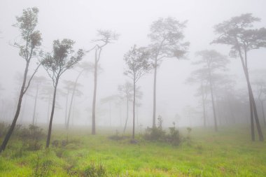 Yağmur mevsiminde, Tayland 'ın kuzeyindeki tropikana' da büyük ağaçlar sisli ormanda duruyor.
