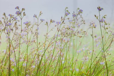 Yağmur mevsiminde yağmurda tatlı mor çiçek ve Tayland 'ın kuzeyinde yeşil alan arka planı.
