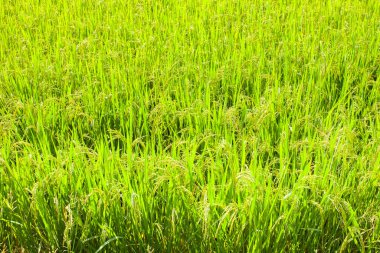 Bulutlu gökyüzünün altında pirinç tarlası yeşili ve sarı renk
