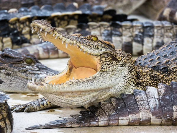 Fechar Cabeça Crocodilo Está Fechando Montagem Longo Grupo — Fotografia de Stock