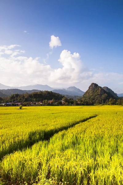 Rýže Zelené Pole Farmy Pod Zataženou Oblohou Pozadím Horské Lokality — Stock fotografie