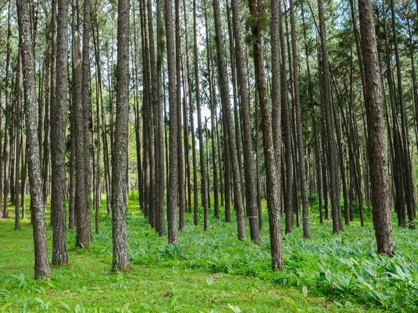 Tinggi Pohon Hutan Kayu Rumput Hijau Terletak Utara Thailand — Stok Foto