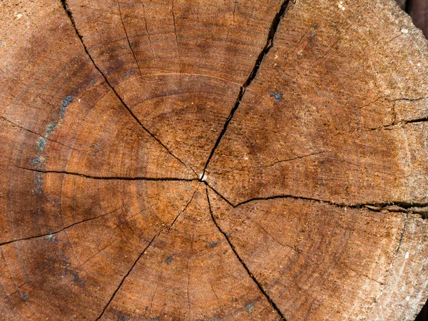 Closeup Natureza Superfície Textura Estilo Madeira Tijolo Parede Folha Pedra — Fotografia de Stock