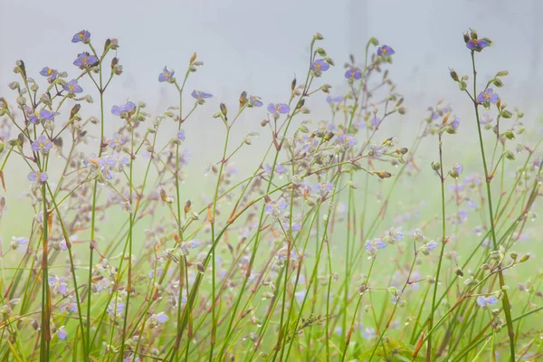 Fialová Květina Sladká Mokré Období Dešťů Zeleným Polem Pozadí Umístění — Stock fotografie