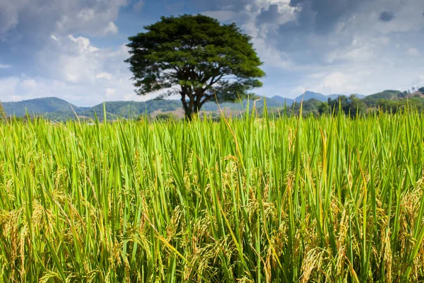 Ferme Riz Couleur Verte Jaune Sous Ciel Nuageux — Photo