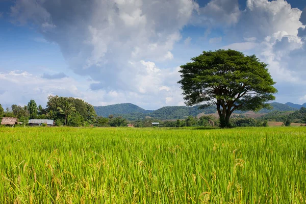 Ferme Riz Couleur Verte Jaune Sous Ciel Nuageux — Photo