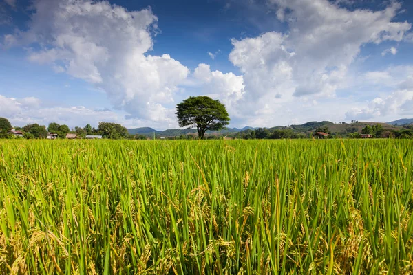 Ferme Riz Couleur Verte Jaune Sous Ciel Nuageux — Photo