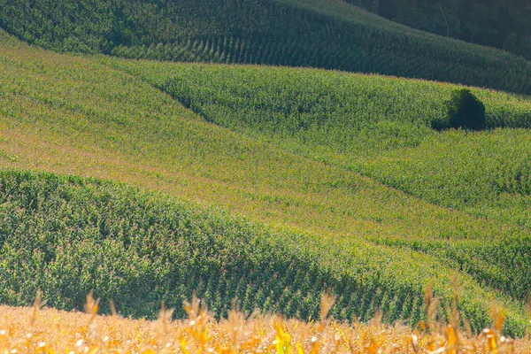 Azienda Agricola Mais Fronte Paesaggio Vista Montagna Verde Sotto Sfondo — Foto Stock