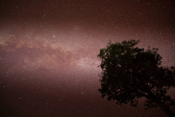 Vía Láctea Con Árbol Primer Plano Cielo Despejado — Foto de Stock