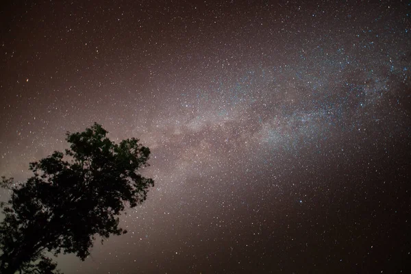 Vía Láctea Con Árbol Primer Plano Cielo Despejado — Foto de Stock