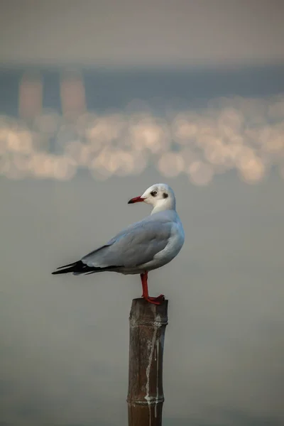 Seagull Fly Standing Sky Sunset Background — Stock Photo, Image